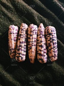 gmo-trans-geneticamente-alterado-intestini-disbiose-permeabilidade-sii-gases-carina_palatnik