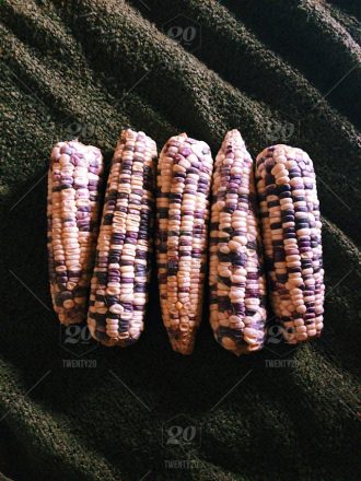 gmo-trans-geneticamente-alterado-intestini-disbiose-permeabilidade-sii-gases-carina_palatnik
