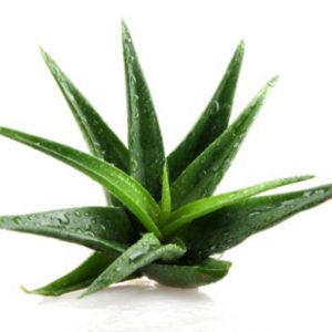 Aloe_vera-anti_inflamatorio-saúde -intestino -recuperação