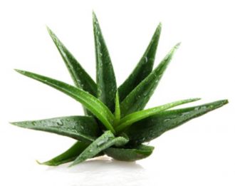 Aloe_vera-anti_inflamatorio-saúde -intestino -recuperação