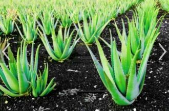 Aloe_vera-anti_inflamatorio-saúde -intestino -recuperação