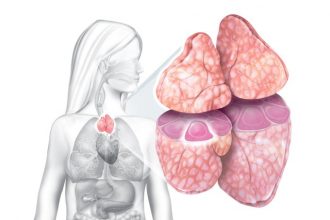timo-imundade-melhorar_a _imunidade-saude_intestinal-sii