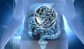 probioticos-melhores-prebioticos -sii-disbiose