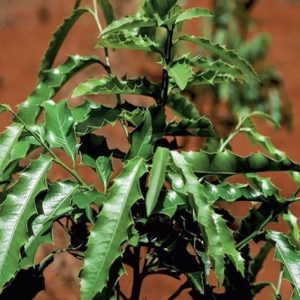 espinheira-santa_cura _da azia_refluxo-ulcera-gastrite