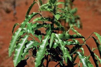 espinheira-santa_cura _da azia_refluxo-ulcera-gastrite