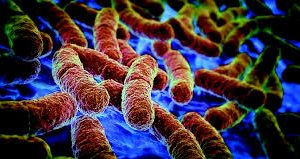 Disbiose-exame _para _disbiose-teste_para_disbiose