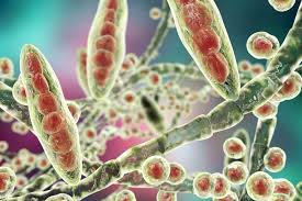tratamento_candidiase_fungos-candida