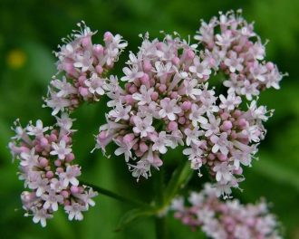 valeriana-valeriana-officinalis-50-gramas-de-raizes